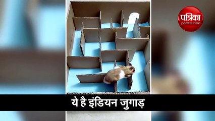वीडियो: इस चूहे ने किया ऐसा काम, लोग बोले- ये कोई पक्का इंडियन है...