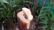 sandalwood tree theft : Sandalwood tree stolen from forest department