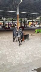 त्रिशूल जैसे तीन सींग वाले त्रिनेत्रधारी नंदी श्रद्धालुओं के लिए बने आर्कषण का केन्द्र