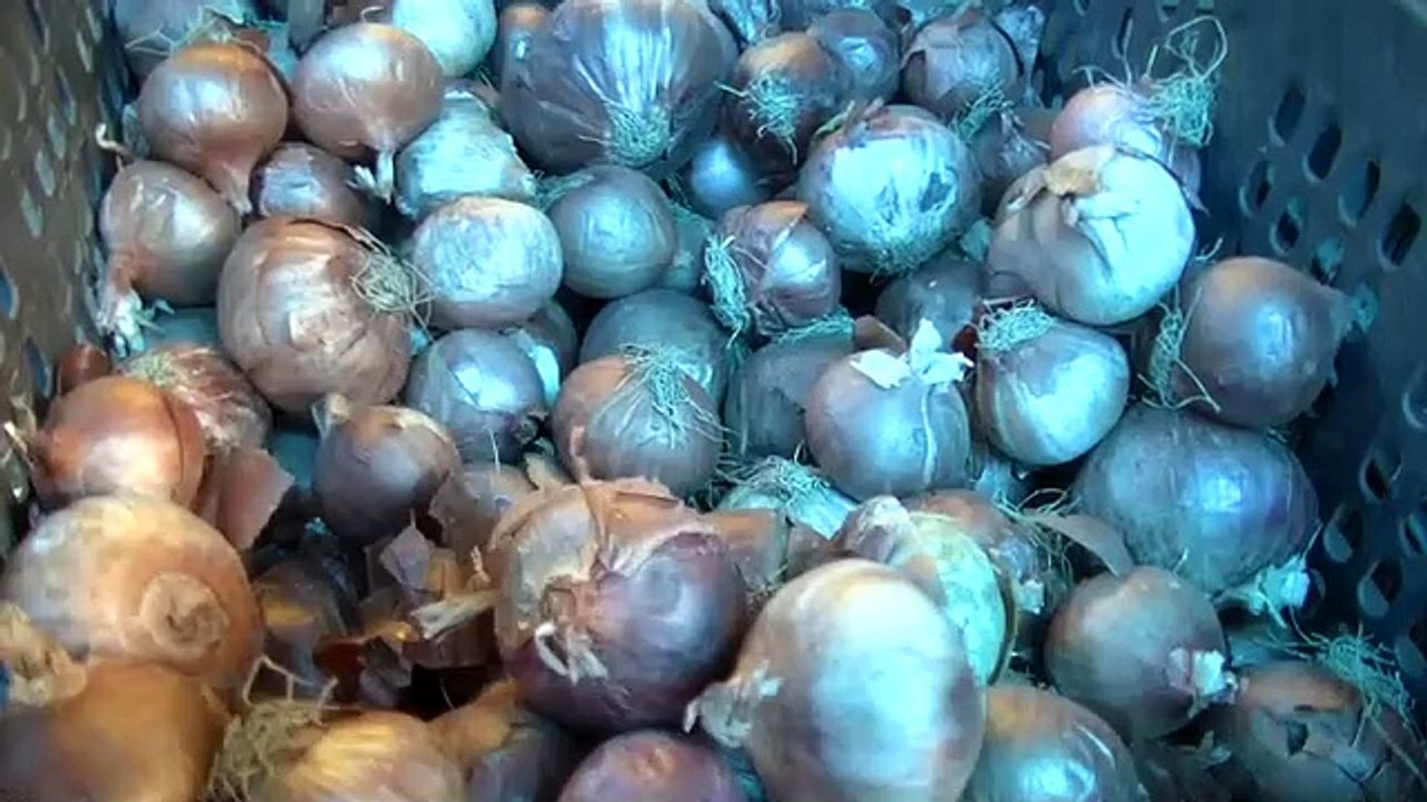 प्याज ने तोड़े इस साल के सारे रिकॉर्ड