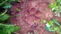 सरिस्का : खेत में सो रहे किसान के समीप आया बाघ, रजाई को पंजे से फाड़ा, गांव में दहशत का माहौल
