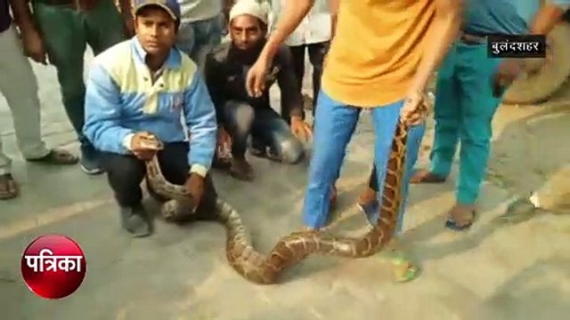 Video: जान जोखिम में डालकर विशालकाय अजगर के साथ खिंचवाई सेल्फी, फिर...