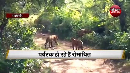 बाघिन के शावक कर रहे अठखेलियां