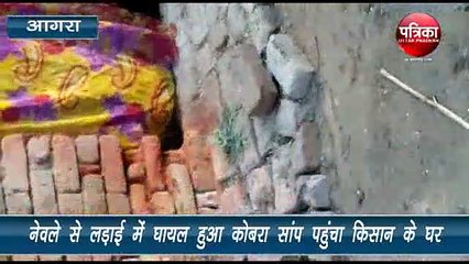 नेवले से लड़ाई में घायल हुआ कोबरा सांप पहुंचा किसान के घर