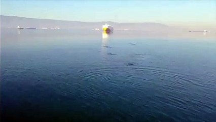 İzmit Körfezi'nde yunuslar su yüzüne çıktı