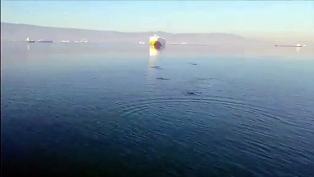 İzmit Körfezi'nde yunuslar su yüzüne çıktı