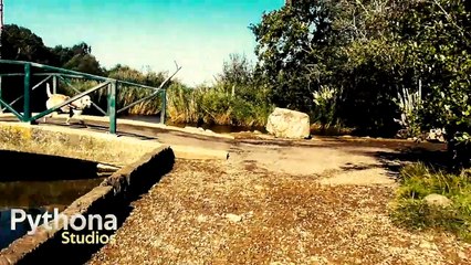 Cookie Sykes Goes on an Adventure