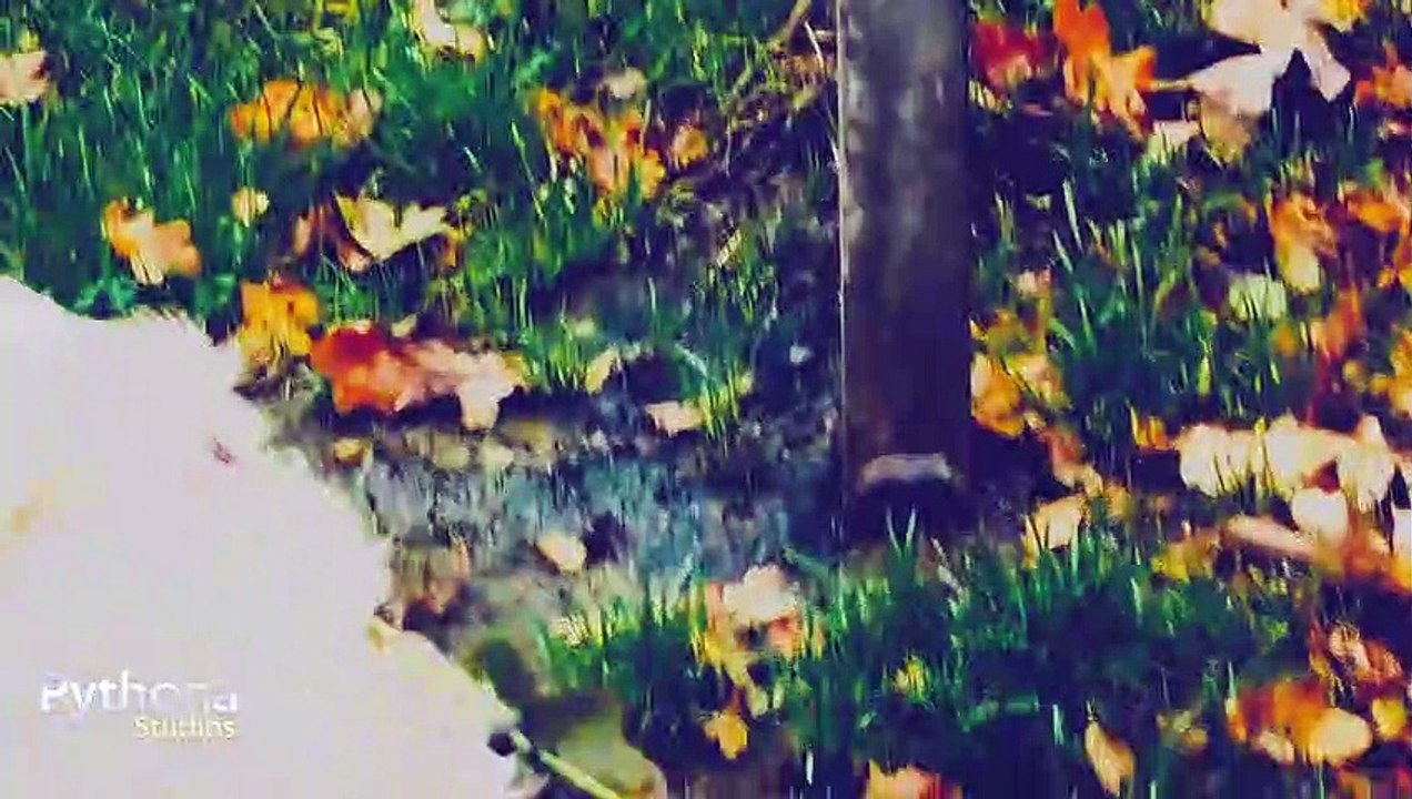 Cookie Sykes Goes for a Walk in the Rain