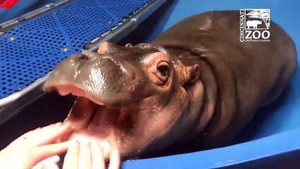 Ce bébé hippopotame passe chez le dentiste