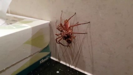 Il filme une araignée capturer un énorme cafard... terrifiant