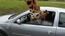 Refermer la vitre sur la tête d'une girafe : mauvaise idée