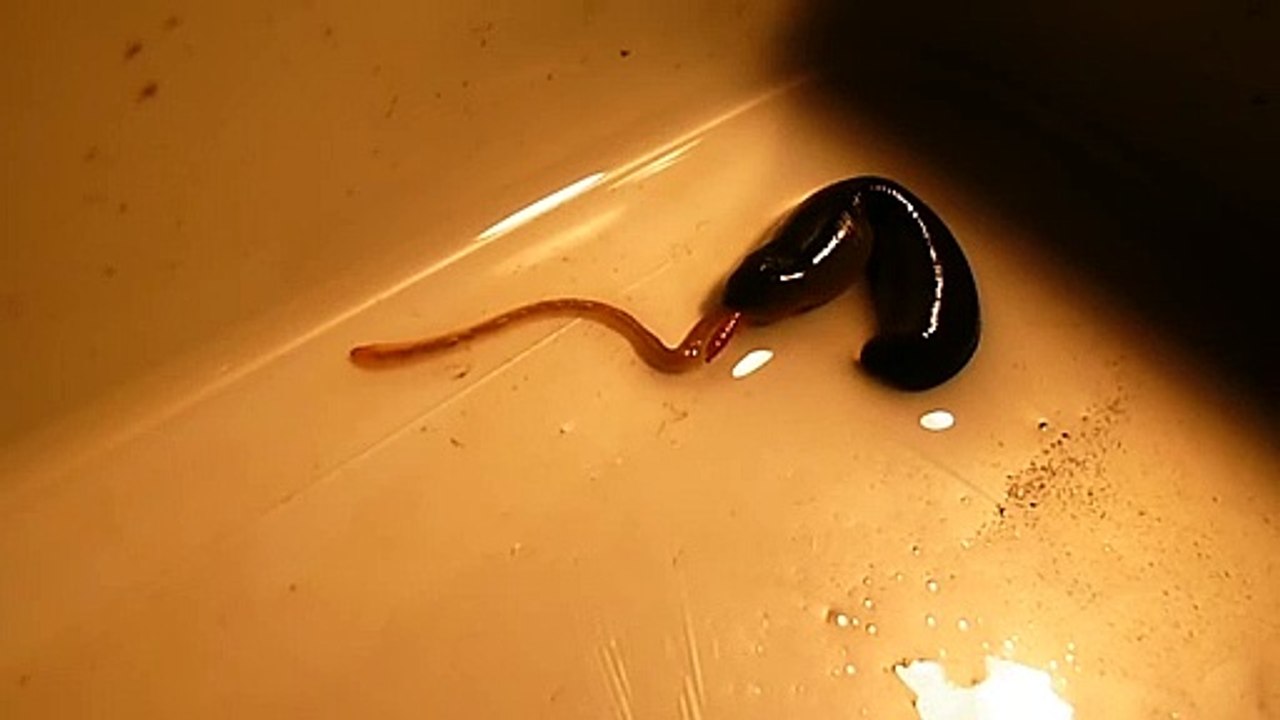 Cette sangsue aspire un ver comme un spaghetti... animal terrifiant