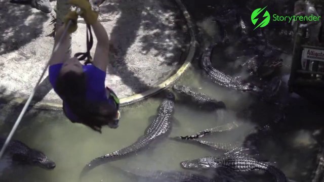 Une tyrolienne au dessus des crocodiles... risqué