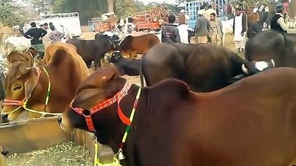Bachra Farming Business Plan - Small Business Ideas - Farming In Pakistan & Indi_HIGH