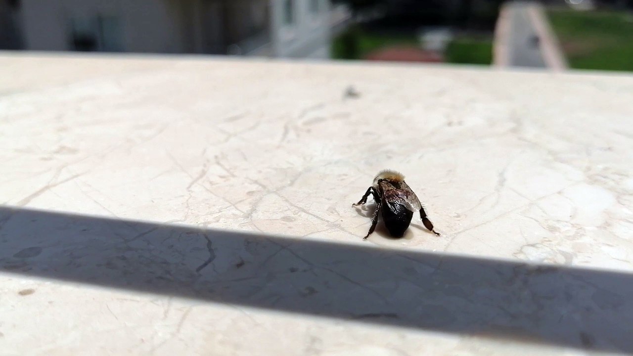 İyileşen Arının havalanma anı / Take off time of Bee