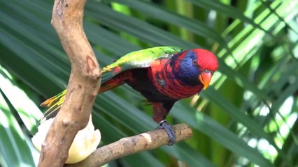 10 Most Beautiful Parrots on Planet Earth
