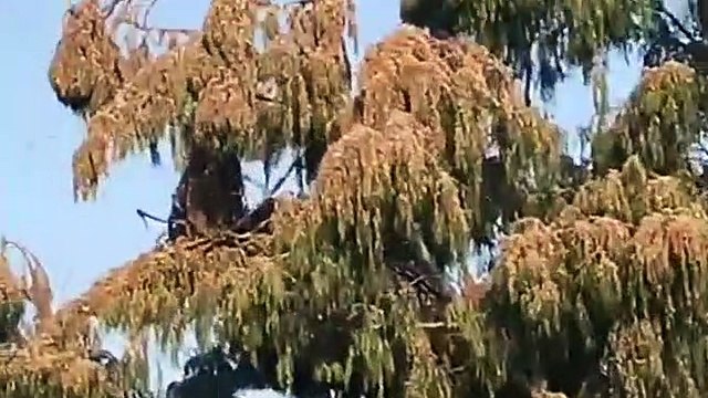 बॉर्डर एरिया में टिड्डी दल का हमला, पांच किलोमीटर में फैलाव