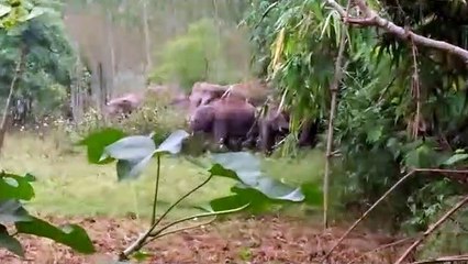 आप भी देखें हाथियों का यह वीडियो !