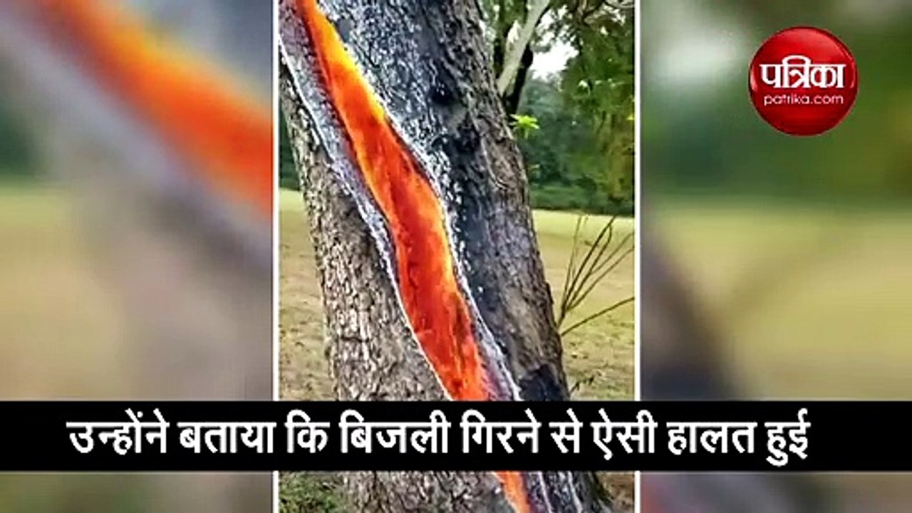 पेड़ के इंदर उठी आग की लपटें, वीडियो लोगों को कर रहा है हैरान