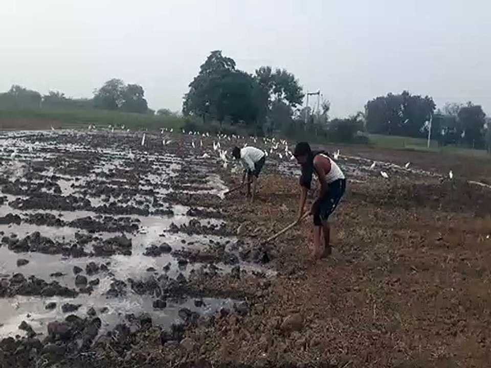 खेतों में इस बार ज्यादा लहराएगी मटर की फसल