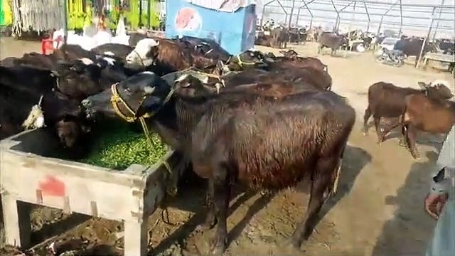 Katta Farming Busniess in Lahore Bakra Mandi Pakistan _ Compelete Information Wi