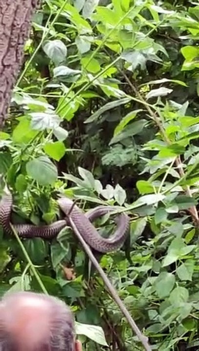 Snake in police station datia