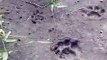 खेत में मिले बाघ के पगमार्क, ग्रामीण दहशत में, देखें वीडियो