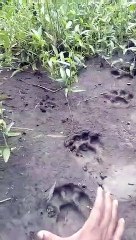 खेत में मिले बाघ के पगमार्क, ग्रामीण दहशत में, देखें वीडियो
