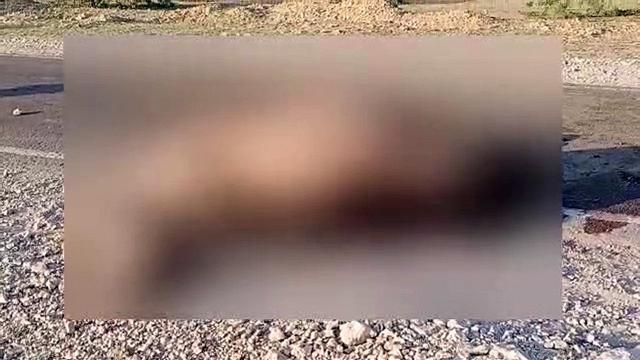 अज्ञात वाहन की टक्कर से ऊंट की हुई मौत