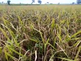 Diseases on paddy crop