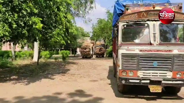 VIDEO : सोजत में वन विभाग की टीम ने एक ट्रक व दो पिकअप को पकड़ा, बरामद बोरियों में भरी थी आंवल की पत्ति