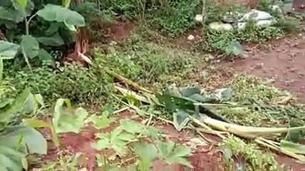 Elephants cause crop damage