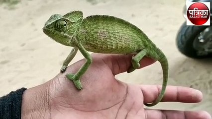 आंख को 360 डिग्री घुमाकर देख लेता है यह जानवर