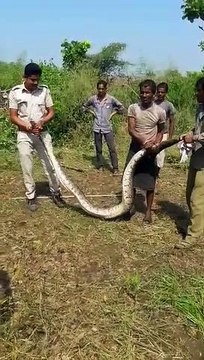 गांव में घुसा व‍िशालकाय अजगर