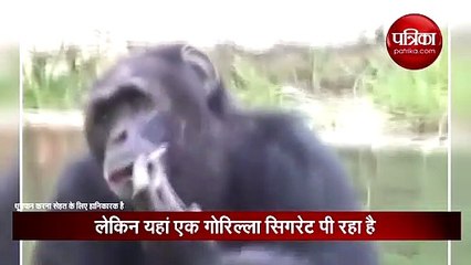 नहीं देखा होगा किसी जानवर को सिगरेट पीते हुए, यहां देख लीजिए वीडियो