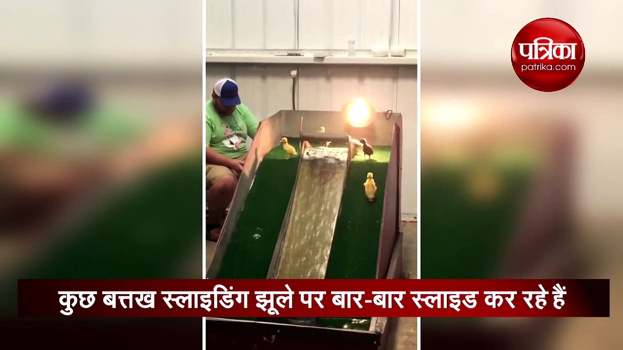 वायरल हो रहा है बत्तखों का ये मजेदार वीडियो, एक नहीं बार-बार देखते रह जाएंगे