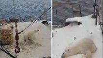 Ship crew trapped on roof for hours as they discover hungry polar on their vessel