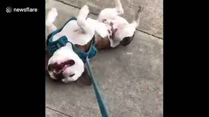 No walkies today: Lazy California puppy in drag battle with owner