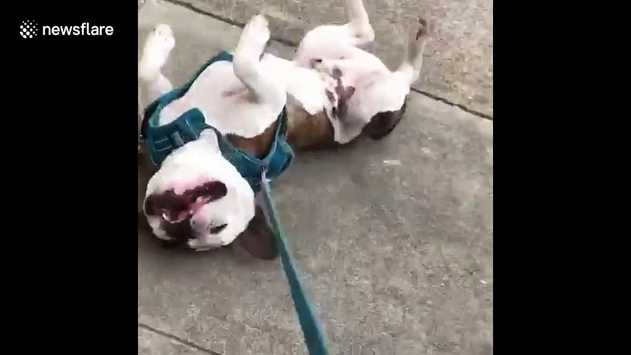 No walkies today: Lazy California puppy in drag battle with owner