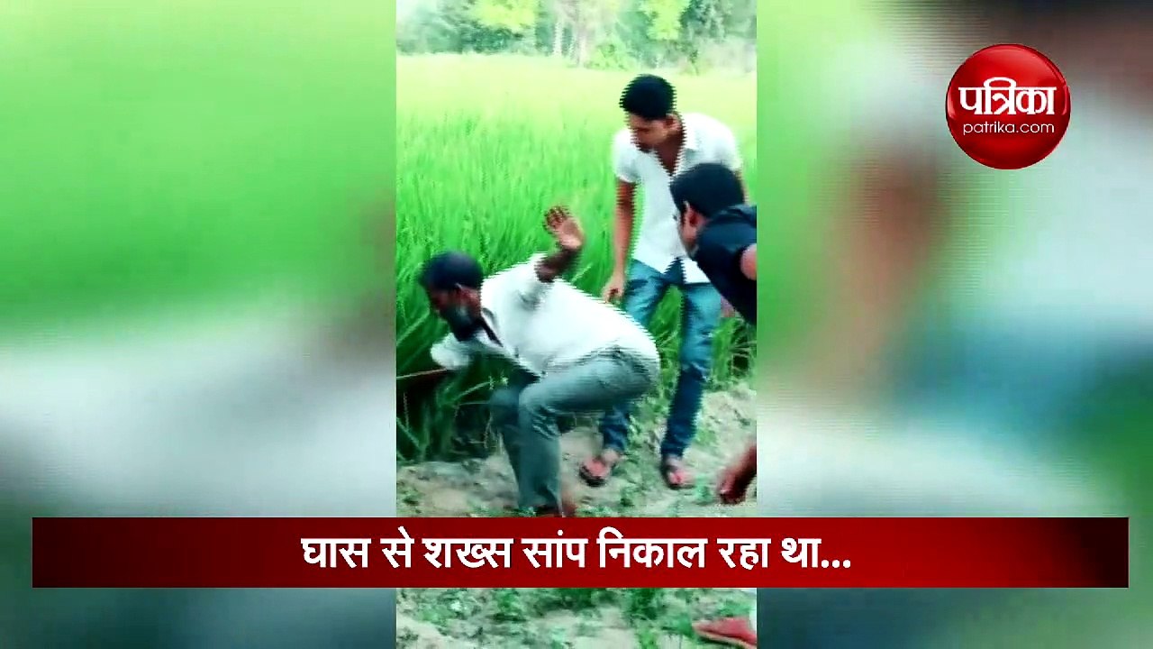 घास से ये शख्स निकाल रहा था सांप, लेकिन आखिर मे...