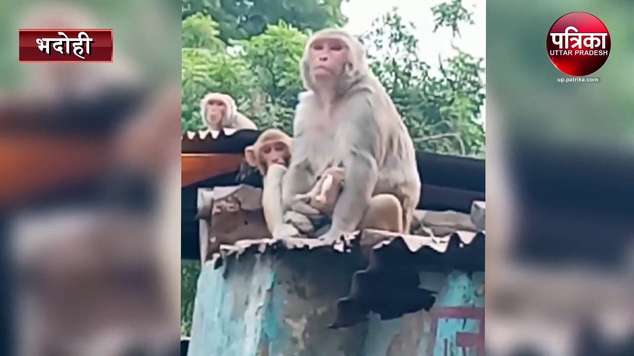 Monkey took the puppy