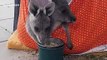 Adorable rescued baby Kangaroos eat together in cute bag