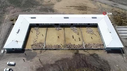 Kuzuların anneleri ile buluştuğu anlar renkli görüntüler oluşturdu