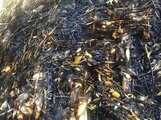 विद्युत लाइन का टूटा तार, मक्का की फसल जलकर राख