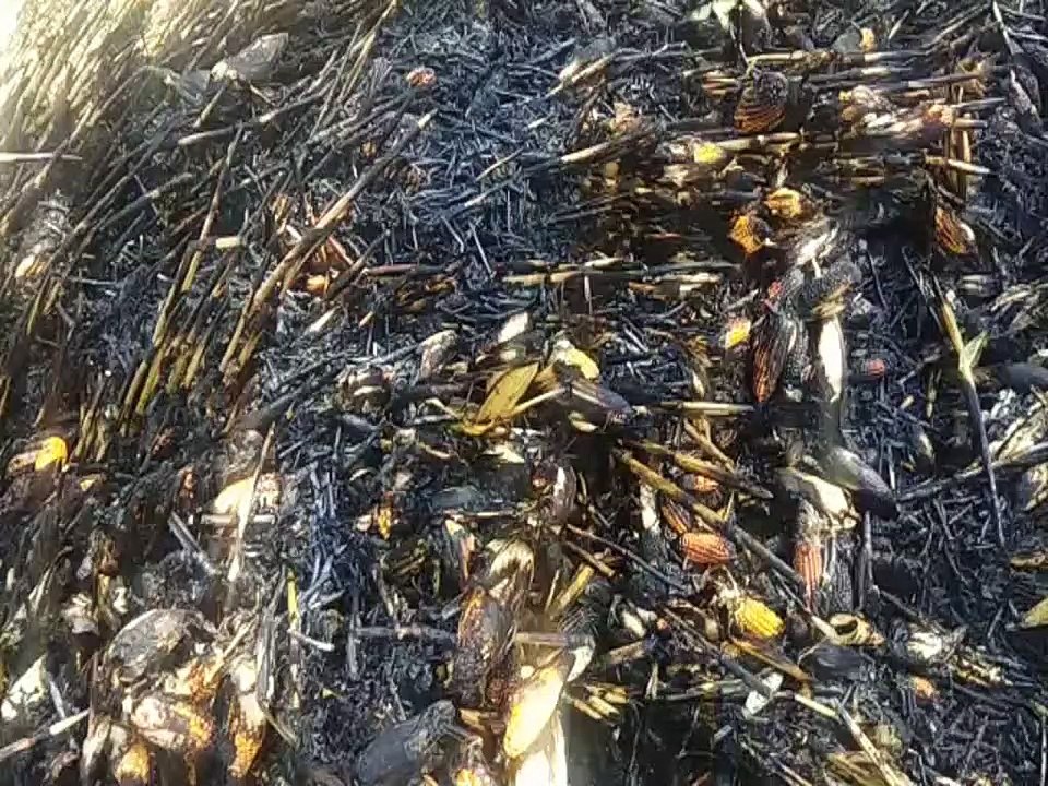 विद्युत लाइन का टूटा तार, मक्का की फसल जलकर राख