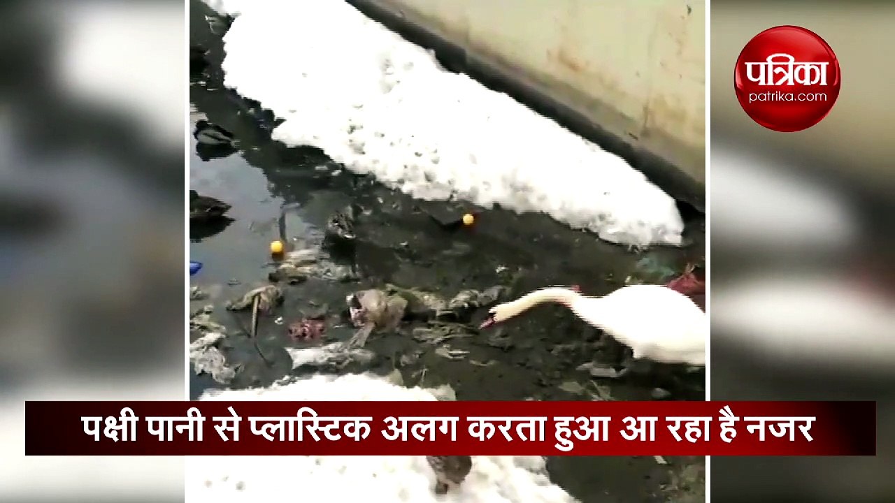 युवराज सिंह ने शेयर किया पक्षी का ऐसा वीडियो, पल भर में हो गया वायरल