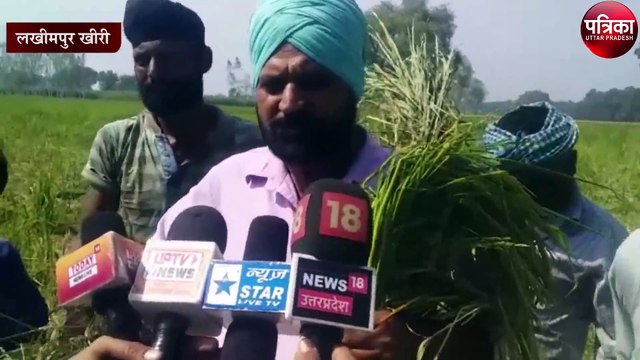 जंगली हाथियों का आतंक, धान की फसल की बर्बाद, देखें वीडियो