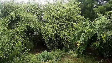 rain 2019 : आसोज के आंगन में बादलों ने फिर गाया मेघ मल्हार