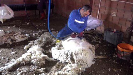 Trakya'da "koyun kırkma telaşı" başladı