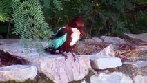 Dussehra 2019: दशहरे पर दिख जाएगा यह पक्षी तो समझिए आपका भाग्य चमकने वाला है, देखें वीडियो